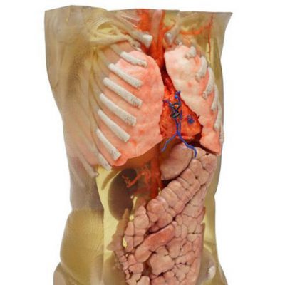 Applications Medical models 3D-Application_Torso1_946-726x560