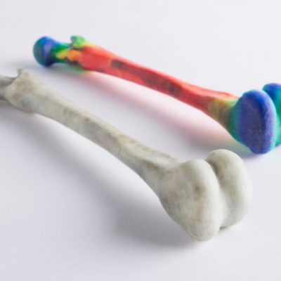 Applications Medical models Bone