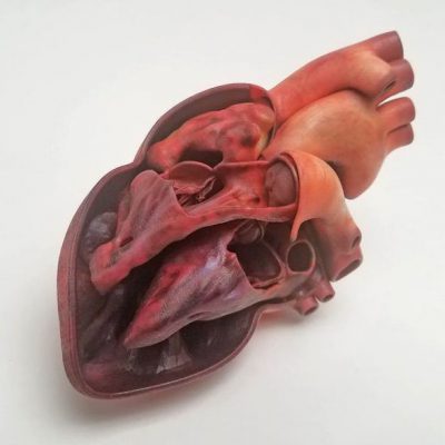 Applications Medical models Medical hart