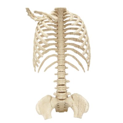 Applications Medical models Skelet_1