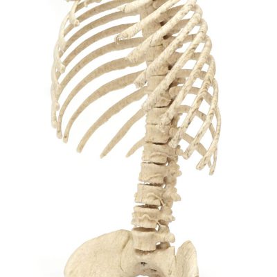 Applications Medical models Skelet_3