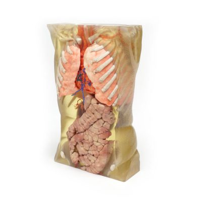 Applications Medical models Torso_front