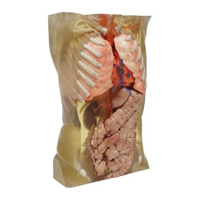 Applications Medical models Torso_front_2